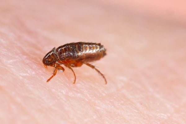 Dog Flea
